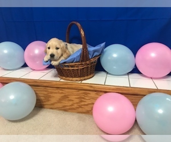 Medium Photo #8 Golden Retriever Puppy For Sale in WEBSTER CITY, IA, USA