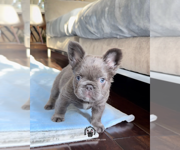 Medium Photo #3 French Bulldog Puppy For Sale in SACRAMENTO, CA, USA
