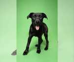 Small Labrador Retriever Mix