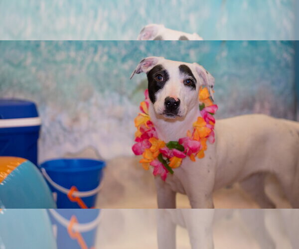 Medium Photo #1 Mutt Puppy For Sale in Pottstown, PA, USA