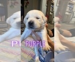 Puppy 4 Golden Labrador
