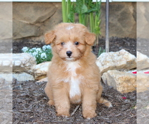 Aussiedoodle Miniature  Puppy for sale in MANHEIM, PA, USA