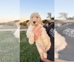 Puppy Biscuit Poodle (Standard)