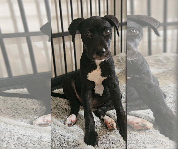 Medium Photo #2 Labrador Retriever-Unknown Mix Puppy For Sale in Fort Worth, TX, USA