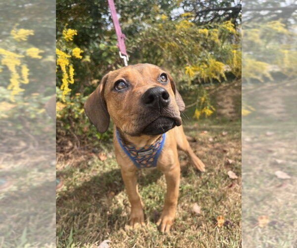 Medium Photo #4 Mutt Puppy For Sale in Candler, NC, USA