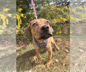 La Folie - Female Mutt Dog for Adoption - Photo #4