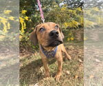 Small Photo #4 Mutt Puppy For Sale in Candler, NC, USA