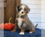 Stella - Female Bernedoodle (Miniature) Puppy for Sale - Photo #2