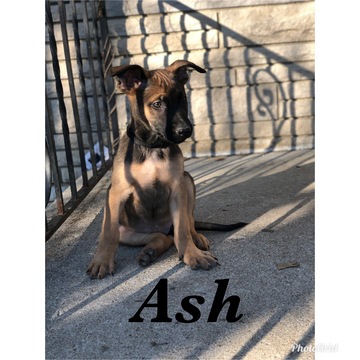 Medium Photo #5 Belgian Malinois Puppy For Sale in COLUMBUS, OH, USA