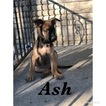 Small Photo #5 Belgian Malinois Puppy For Sale in COLUMBUS, OH, USA