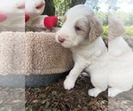 Small Photo #31 Goldendoodle Puppy For Sale in PIERSON, FL, USA