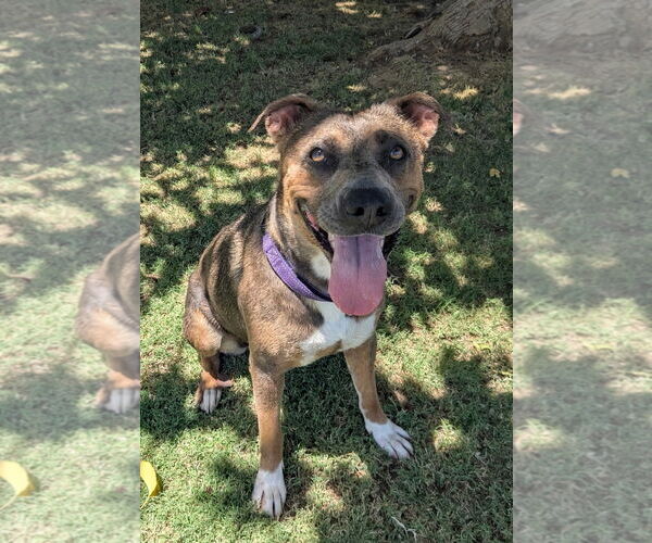 Medium Photo #1 American Pit Bull Terrier-Unknown Mix Puppy For Sale in phoenix, AZ, USA
