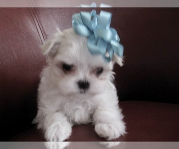 Medium Photo #4 Maltese Puppy For Sale in MARIETTA, GA, USA