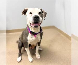 Mutt Dogs for adoption in Aurora, CO, USA