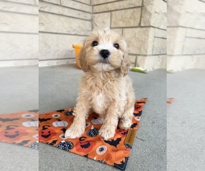 Cavapoo Puppy for Sale in INDIANAPOLIS, Indiana USA