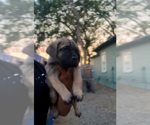 Cane Corso Puppy for Sale in MODESTO, California USA