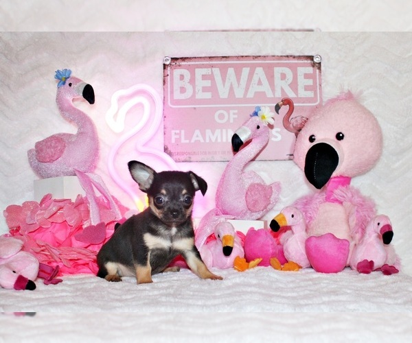 Medium Photo #53 Chihuahua Puppy For Sale in CHARLESTON, AR, USA