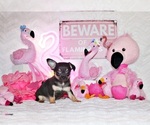 Small Photo #53 Chihuahua Puppy For Sale in CHARLESTON, AR, USA