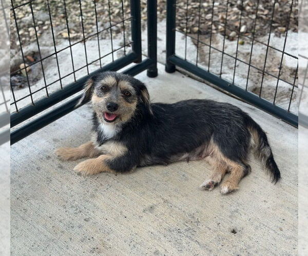 Medium Photo #1 Mutt Puppy For Sale in Oak Bluffs, MA, USA