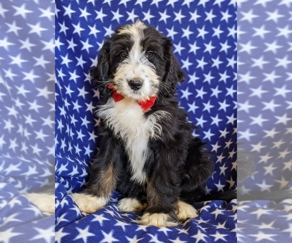 Medium Photo #2 Bernedoodle Puppy For Sale in COCHRANVILLE, PA, USA