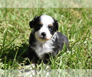 Miniature Australian Shepherd Puppy for sale in PALM COAST, FL, USA