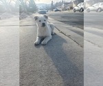 Puppy 0 Labrador Retriever-Siberian Husky Mix