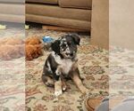 Small Photo #3 Miniature Australian Shepherd Puppy For Sale in COLUMBUS, OH, USA
