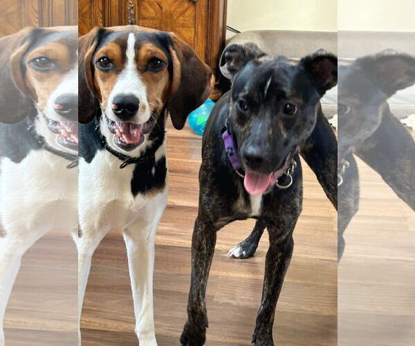 Medium Photo #25 Mutt Puppy For Sale in Woodbury, NY, USA