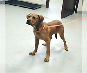 Labrador Retriever-Unknown Mix Dogs for adoption in Fayetteville, NC, USA