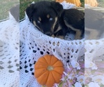 Puppy 2 Rottweiler-Sharberian Husky Mix