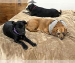 Small #7 Labrador Retriever Mix