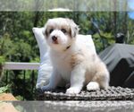 Small Photo #5 Australian Shepherd Puppy For Sale in HANOVER, MD, USA
