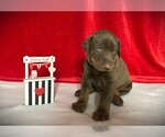 Puppy Green Collar Doberman Pinscher