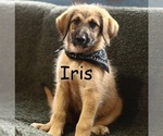 Puppy Iris Shepadoodle