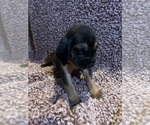 Small Photo #6 Bloodhound Puppy For Sale in STOCKTON, CA, USA