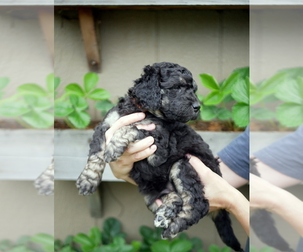 Medium Photo #4 Goldendoodle Puppy For Sale in LAKEWOOD, WA, USA