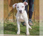 Small #2 American Bulldog-American Staffordshire Terrier Mix