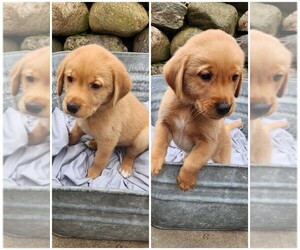 Golden Labrador Litter for sale in HAYWARD, WI, USA