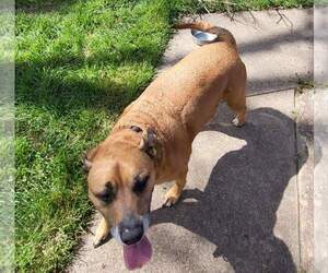 Boxador Dogs for adoption in Denton, TX, USA