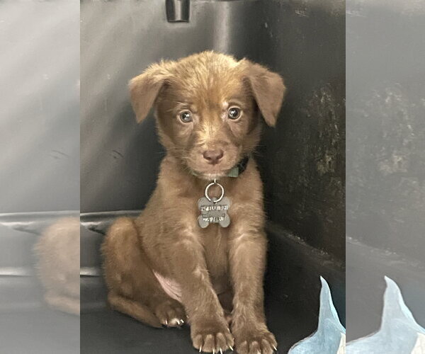 Medium Photo #6 Australian Kelpie-Labrador Retriever Mix Puppy For Sale in Holly Springs, NC, USA