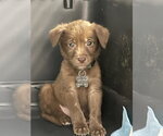 Small #5 Australian Kelpie-Labrador Retriever Mix