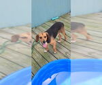 Small #31 Beagle
