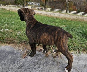 Boxer Puppy for sale in HILLSBORO, MO, USA