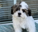 Small Shih-Poo