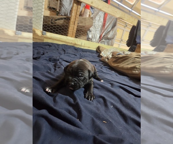 Medium Photo #10 American Pit Bull Terrier Puppy For Sale in CHARLOTTE, NC, USA