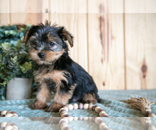 Medium Photo #2 Yorkshire Terrier Puppy For Sale in QUARRYVILLE, PA, USA