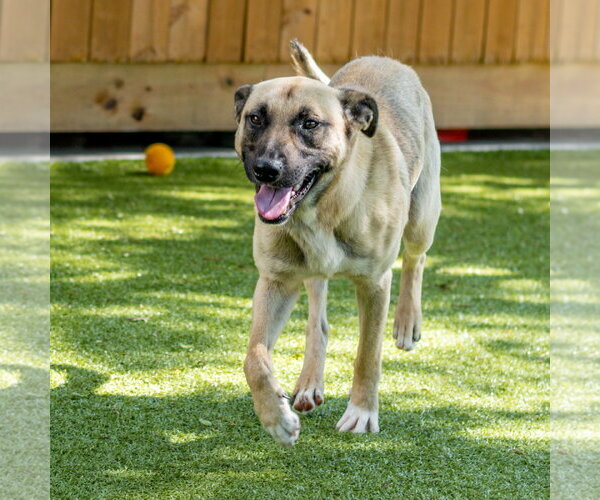 Medium Photo #3 Mutt Puppy For Sale in Hilton Head, SC, USA