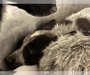 Australian Cattle Dog Dogs for adoption in Bakersfield, CA, USA