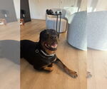 Small #3 Rottweiler