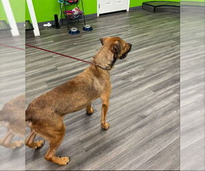 Barry - Male Black Mouth Cur-Boxer Mix Dog for Adoption - Photo #6